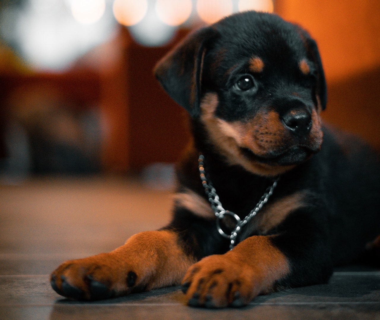 DATOS CURIOSOS DE LOS PERROS