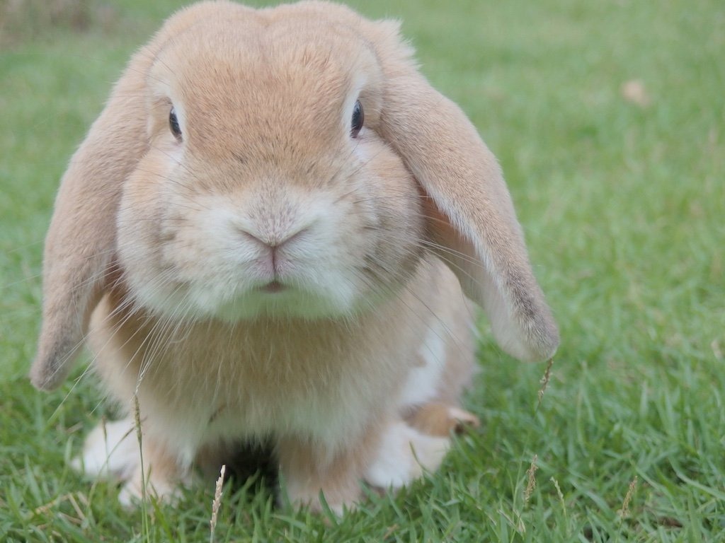 ¿CONOCES ESTOS DATOS CURIOSOS DE LOS CONEJOS?