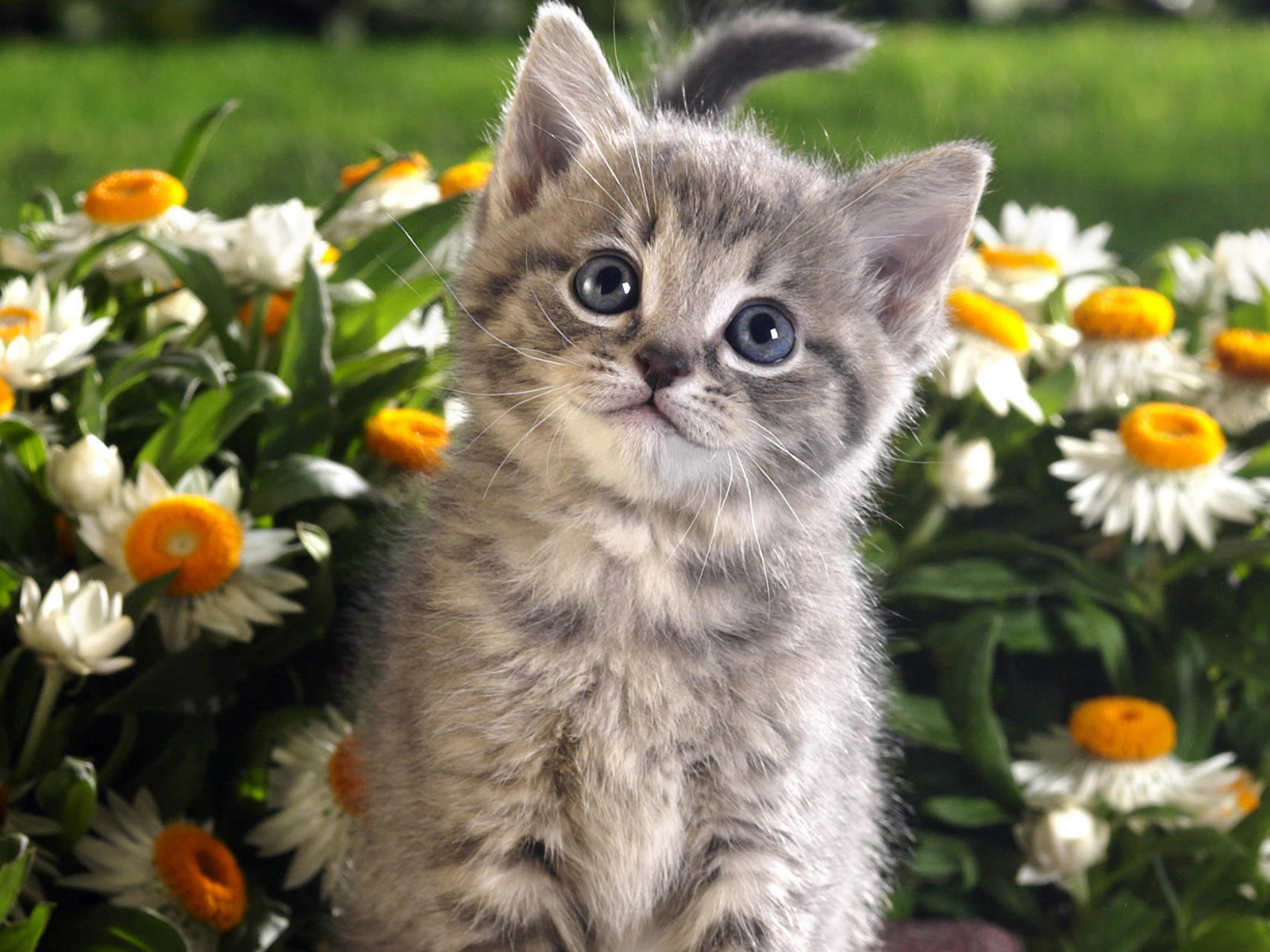 CURIOSIDADES DE LOS GATOS