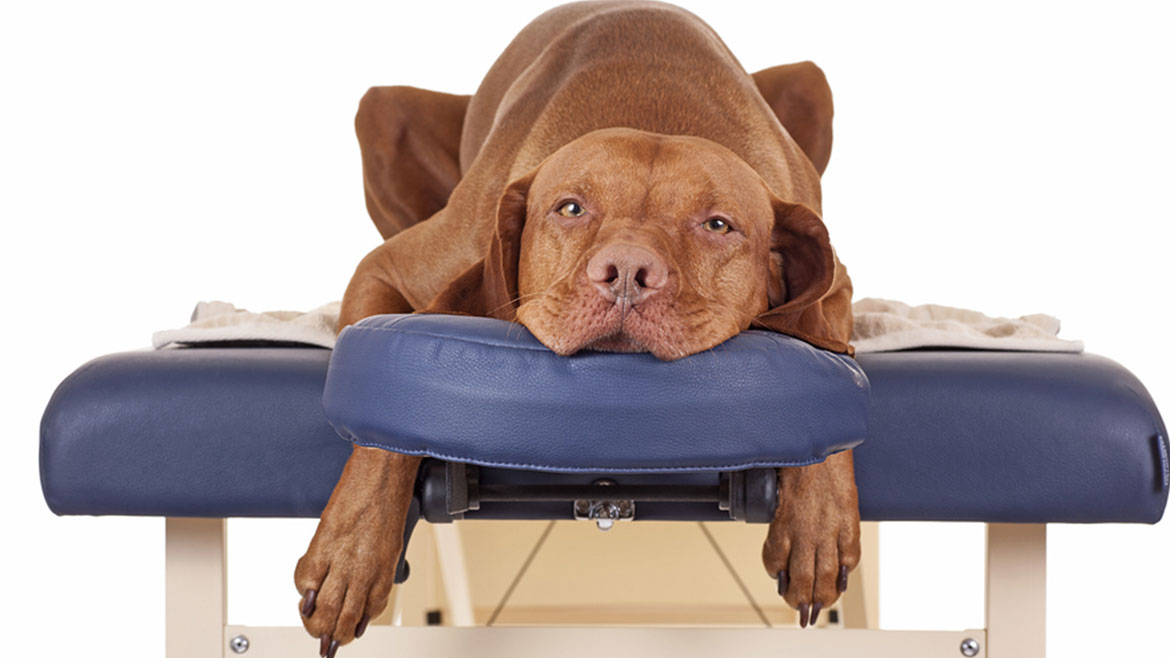 Osteopatía Canina