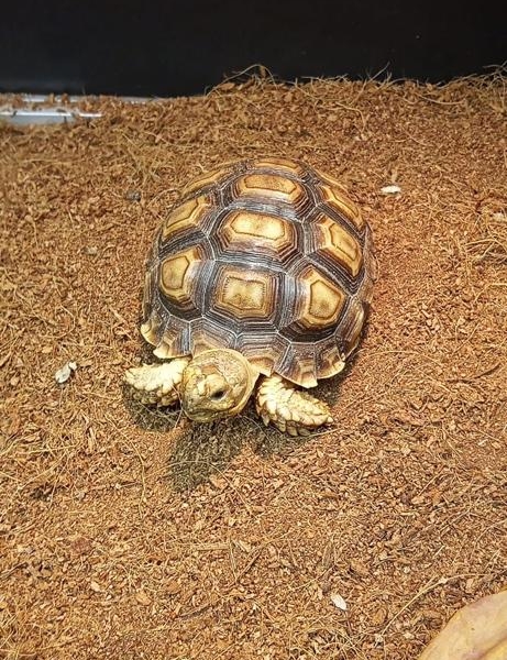 Tortuga de Tierra