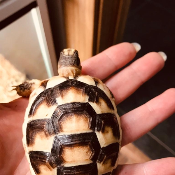 Testudo Marginata