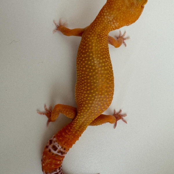 GECKO LEOPARDO MANDARINE TANGERINE BELL